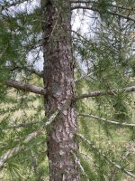 Larix decidua