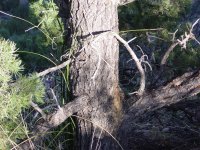 Pinus edulis