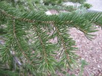 Picea engelmannii