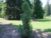 Widdringtonia schwarzii