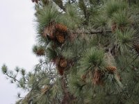Pinus coulteri