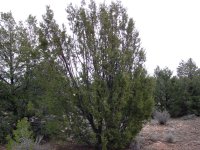 Juniperus osteosperma