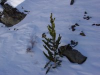 Pinus longaeva