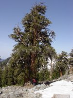 Pinus balfouriana