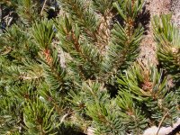 Pinus longaeva
