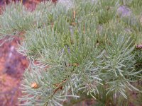 Abies concolor