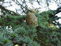 Cedrus brevifolia
