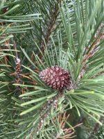 Pinus mugo