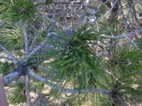 Pinus attenuata