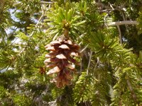 Pinus balfouriana