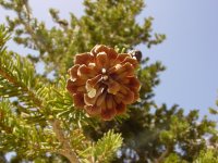 Pinus balfouriana
