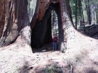 Sequoiadendron giganteum
