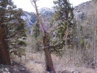 Juniperus occidentalis