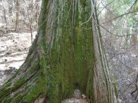 Calocedrus decurrens