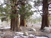 Juniperus occidentalis