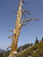 Pinus balfouriana