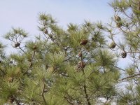 Pinus torreyana