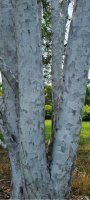 Pinus bungeana