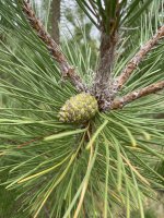 Pinus nigra