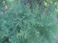 Widdringtonia schwarzii
