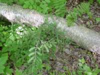 Tsuga canadensis