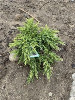 Juniperus chinensis 'Daub's Frosted'