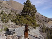 Juniperus occidentalis
