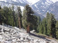 Pinus balfouriana