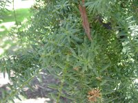 Podocarpus totara