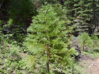 Sequoiadendron giganteum