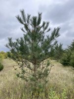 Pinus nigra