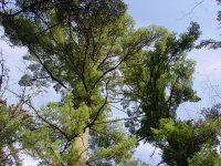 Pinus strobus