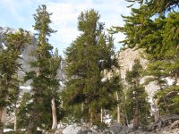 Pinus longaeva