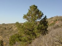 Pinus edulis