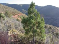 Pinus edulis