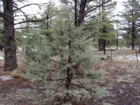 Juniperus osteosperma