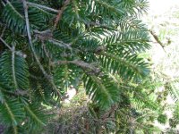 Abies nordmanniana subsp. equi-trojani
