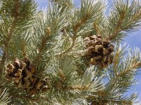 Pinus monophylla