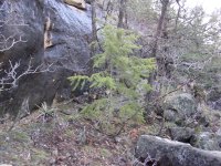 Pseudotsuga menziesii