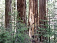 Sequoiadendron giganteum