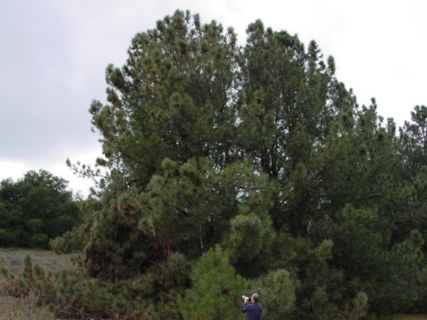 Pinus coulteri