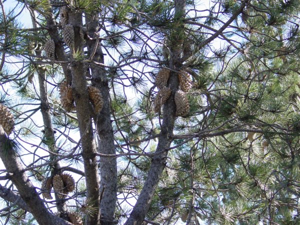 Pinus attenuata