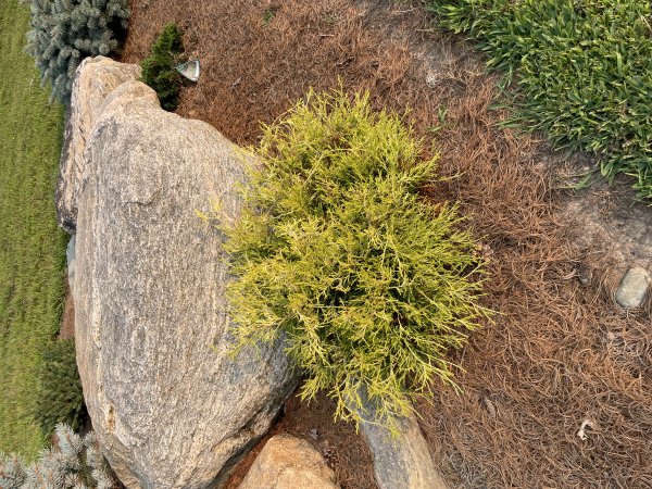 Chamaecyparis psifera 'Angel Hair'
