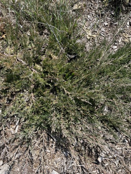 Juniperus horizontalis