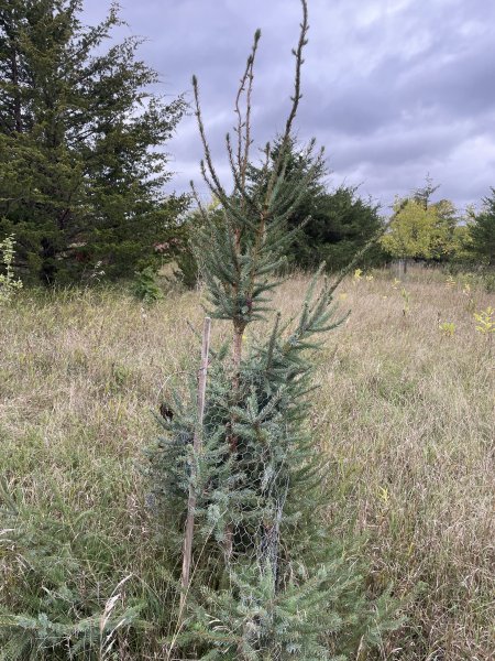 Picea omorika