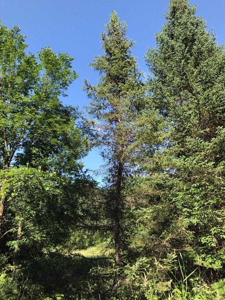 Picea mariana