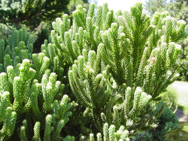 Araucaria muelleri