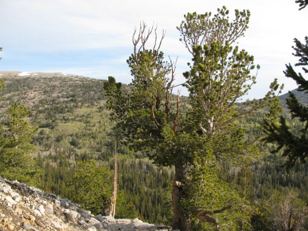 Pinus flexilis