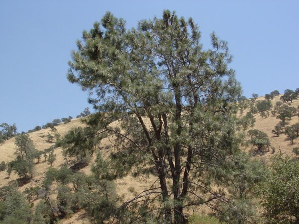 Pinus sabiniana