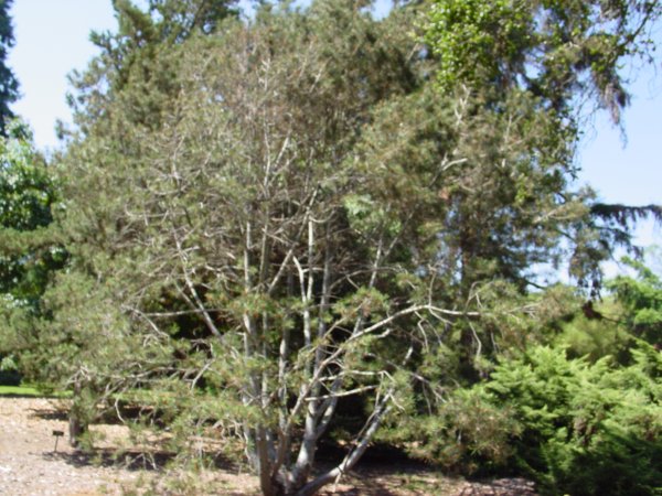 Pinus bungeana